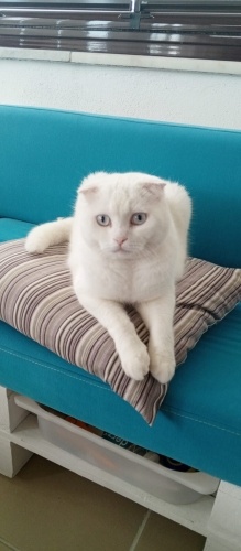 2.5 yaşında iki Scottish Fold erkek fotoğraf