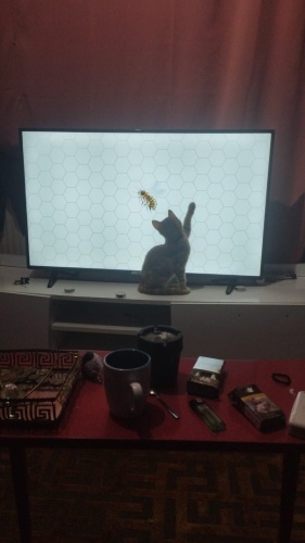 Sarı çocuk yeni yuva arıyor fotoğraf