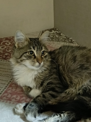 GÜZEL BEBİŞE YUVA ARIYORUZ fotoğraf