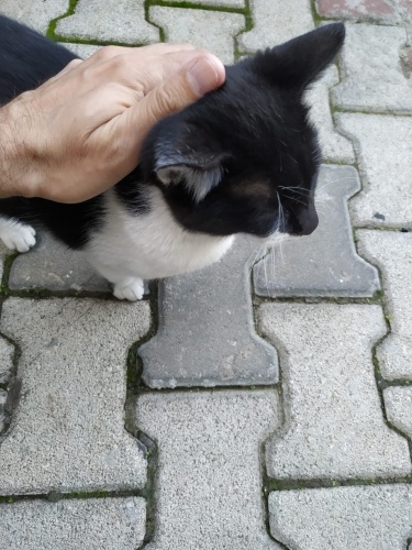 İnsan canlısı bir minik fotoğraf