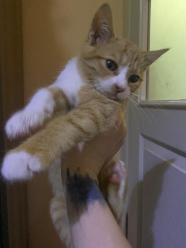 Mis gibi mısır kedi... fotoğraf