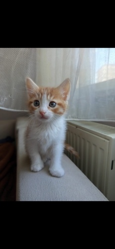 🐾 Simba – 45 Günlük Bal Arısı Yuva Arıyor 🍯 fotoğraf
