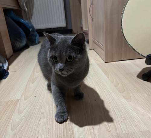 Yuva arıyoruz ücretsiz sahiplendirme fotoğraf