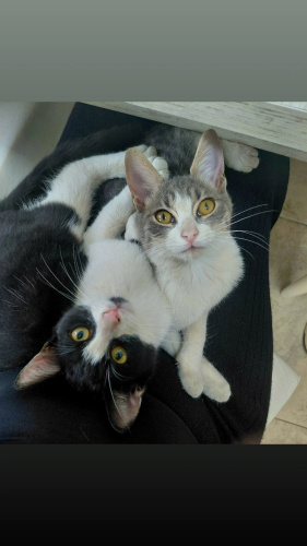 Sanayiye terk edilen bebekler fotoğraf