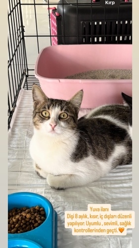 Tatlı kız Şıpıdık fotoğraf