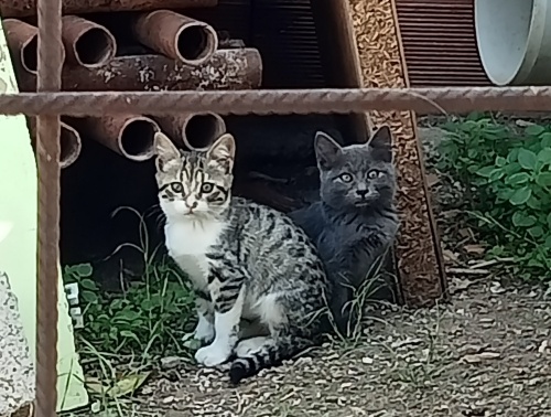 Evsiz melekler sokakta yaşamasınlar fotoğraf