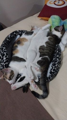Erkek kedi acil yuva fotoğraf