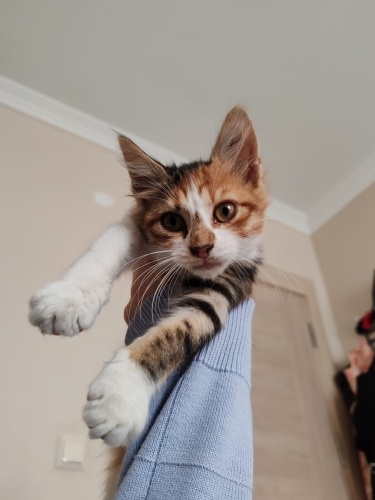 İstediğinizi alın, ev kedisi, ücretsiz fotoğraf