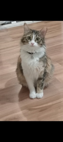Çok tatlı zeki bir kedi fotoğraf