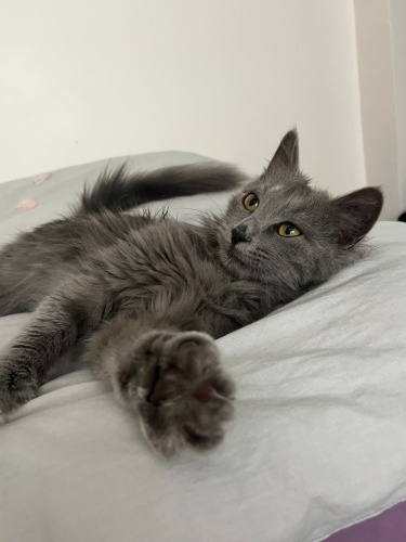 Sokağa Terk Edilmiş Tatlı Yavru fotoğraf