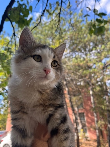 GÜZEL YAVRUMUZA YUVA ARIYORUZ fotoğraf