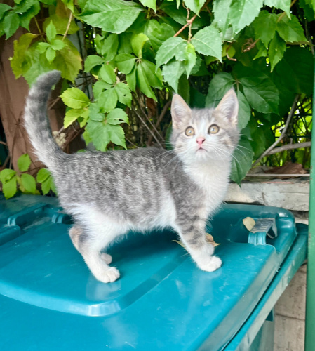 3 aylık eti puf kedi siteye sığınmış, arabaların altında ezilmesi an meselesi😿 fotoğraf