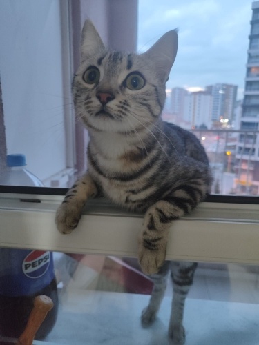 Acil yuva aranıyor fotoğraf