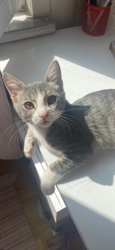 Acil yuva aranıyor fotoğraf