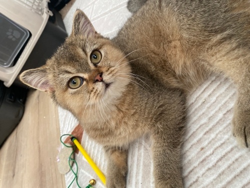 Acil yuva brisitish shorthair ! fotoğraf