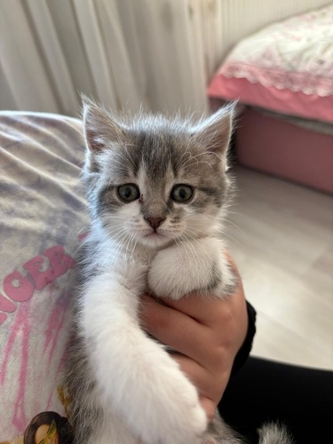 Yuva olur musunuz bu yavruya 🥺 fotoğraf