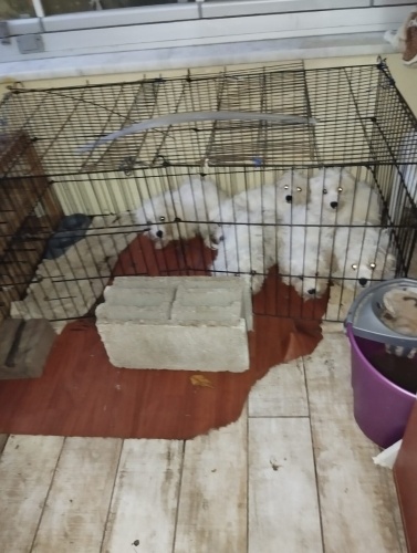 7 Cücelere Acil Yuva Aranıyor fotoğraf