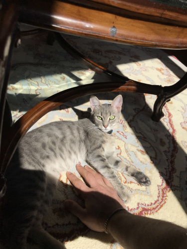 Çok uslu cana yakın fotoğraf