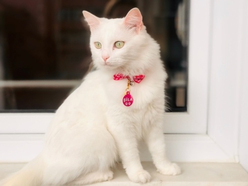 yaşamı boyunca mamaSI İÇİM MADDİ DESTEK SAĞLAYACAĞIM fotoğraf