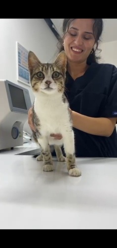 Incir'e kalici yuva** fotoğraf