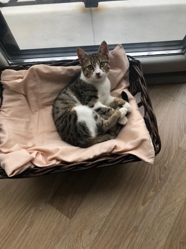 Incir'e kalici yuva** fotoğraf