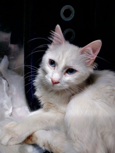 Ücretsiz sahiplendirilecektir fotoğraf