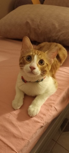 çiko prens için ömürlük yuva fotoğraf