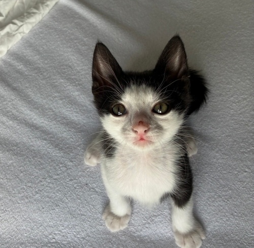 Lavaş yuva arıyor fotoğraf