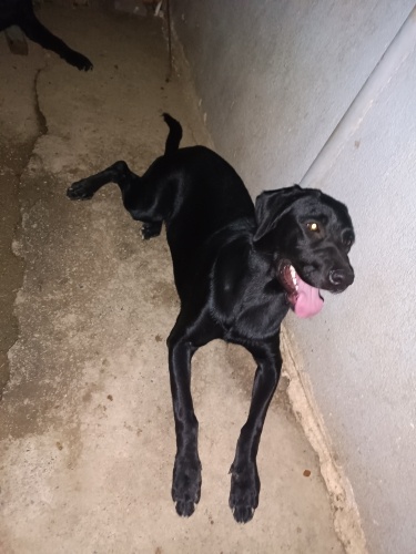 Labrador siyah dişi fotoğraf