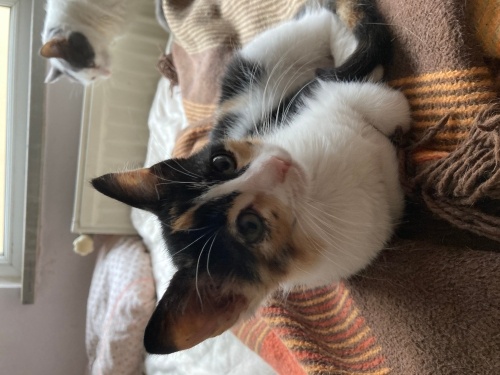 Lila’ya ömürlük yuva fotoğraf