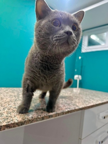 2 yaşında sokağa bırakılmış, geçici evi veterinere bıraktı kafeste mahsur😿 fotoğraf