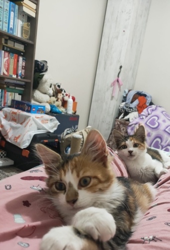 Ücretsiz, sıcak bir aile arayan kızlarımız... fotoğraf