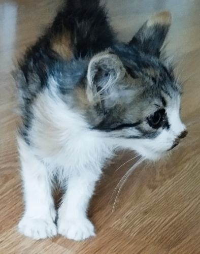 Duran Kalbi Çalıştı, Şimdi Yuva Arıyor fotoğraf