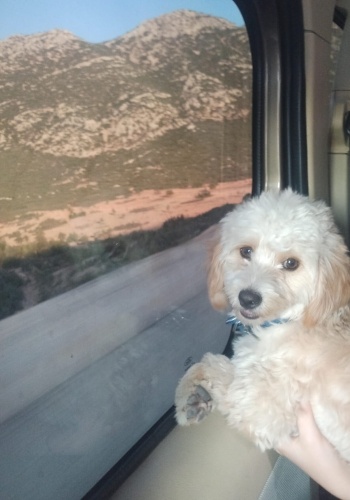 Terier 1 yaşında erkek yuva arıyoruz fotoğraf