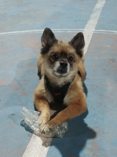 Kesinlikle ücret talep edilmicektir sahipiendirme fotoğraf