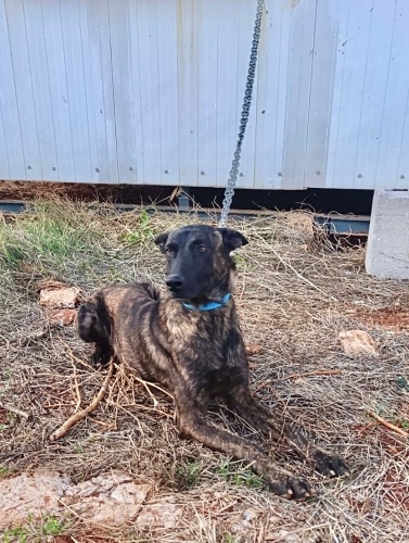 1,5 yaşında Malinois havaalanına terkedilmiş!Çipi yok, eğitimli, korumaya alındı fotoğraf