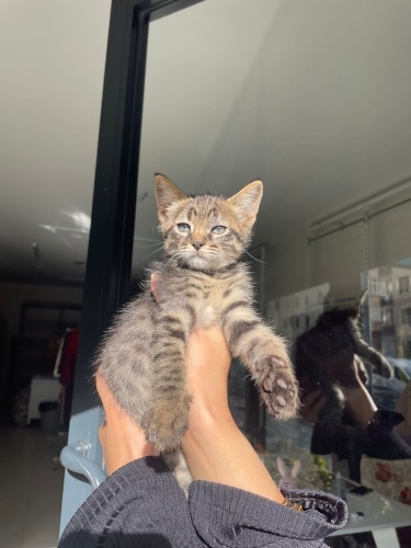 SIMBA VE ŞİLA İSTANBUL ACİL YUVA fotoğraf