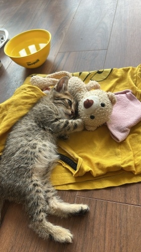 Horus acil Yuva fotoğraf