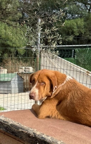 YAKLAŞIK 2-2.5 YAŞLARINDA KISIR‼️ fotoğraf