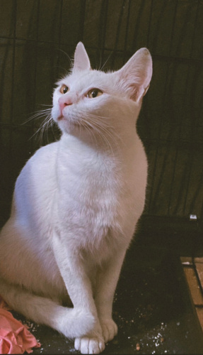 Pelinsu yuva arıyor fotoğraf