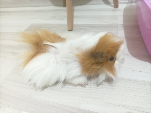 Bademe yuva arıyorum fotoğraf