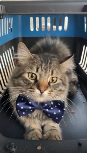 Tekir+brtish kırması çokk yakışıklı bir oğluşş fotoğraf