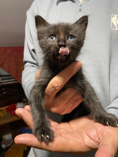 Yavru kedilere acil yuva fotoğraf