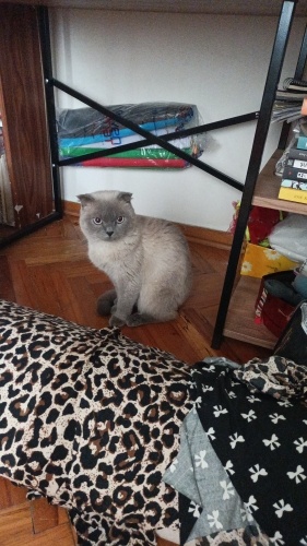 Çok acil yuva arıyorum fotoğraf