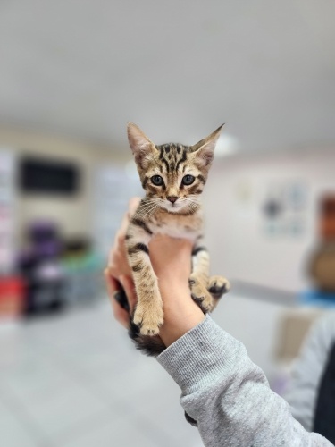 Sütlü (dişi) -Bitter (erkek) ömürlük yuva bekliyor fotoğraf