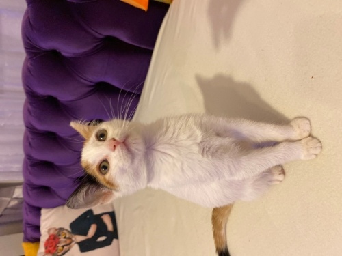 Kucak delisi, insan aşığı yavru kedimiz fotoğraf