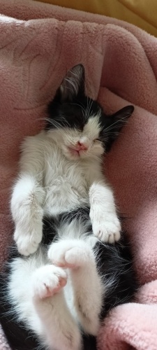 2 aylık annesiz yavru kediye acil yuva aranıyor fotoğraf