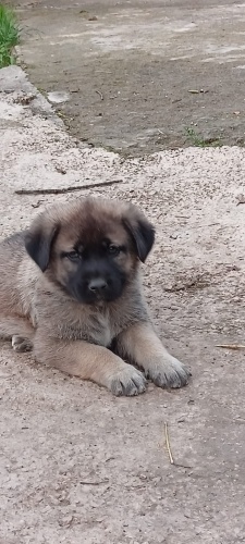 2 aylık melez köpeklerimize yuva aranıyor fotoğraf