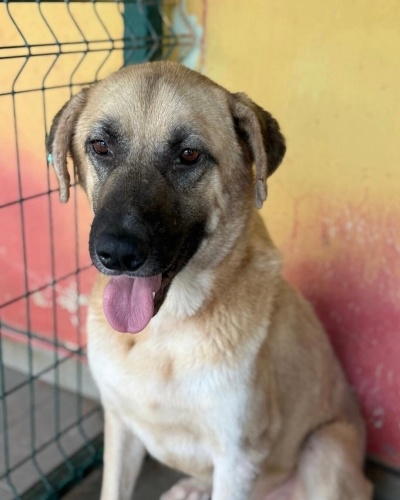 Coni ailenizin bir üyesi olmak istiyor fotoğraf