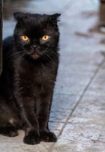 Scotish Karahan ömürlük yuvasını arıyor (kısır) fotoğraf